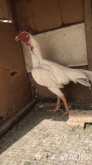 Бойцовые петухи