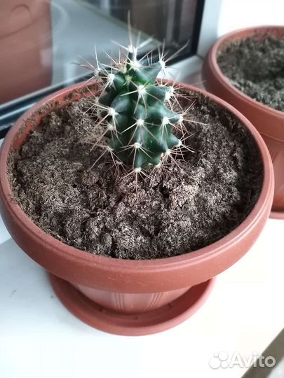 Кактусы и суккуленты