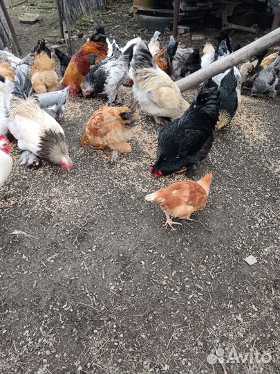 Куры домашние