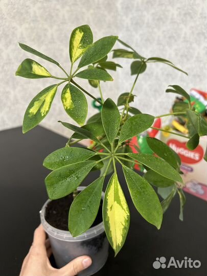 Шефлера вариегатная