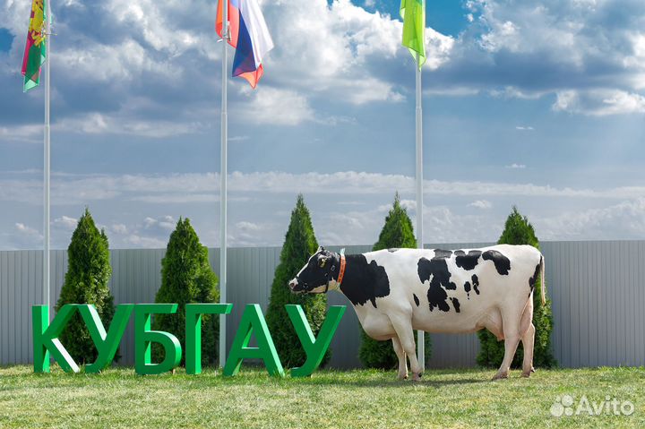 Доярка(Дояр) -Оператор машинного доения