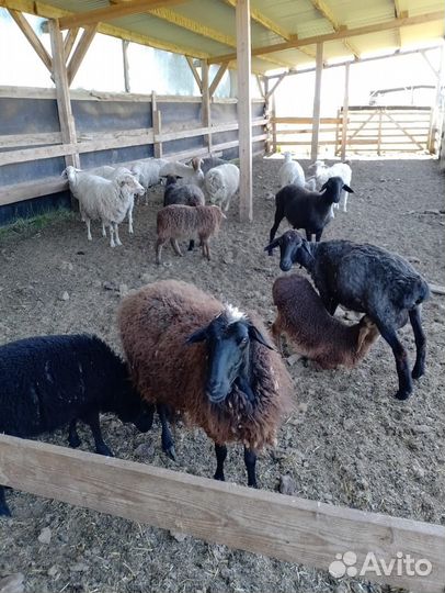Овцы бараны