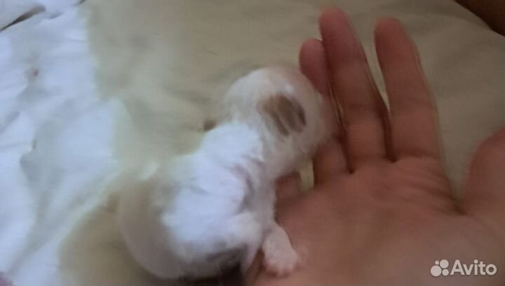 Той-терьер девочка