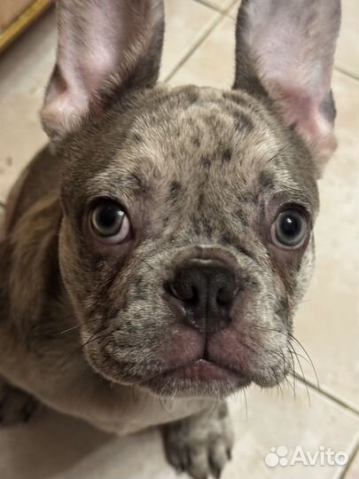 Фоанцузкий бульдог щенок