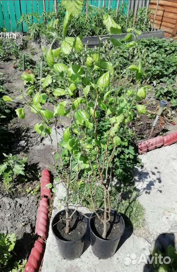 Боярка садовая (крупноплодная)