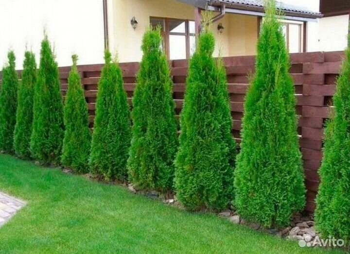 Туя смарагд