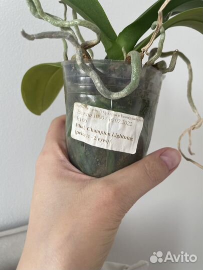 Орхидея фаленопсис Champion Lightning