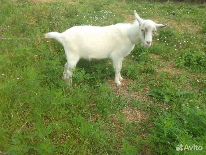 Козы дойные и козел