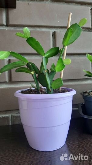 Декабрист шлюмбергера