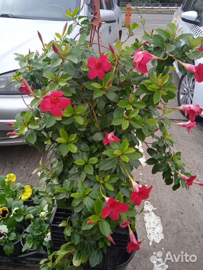 Диплодения