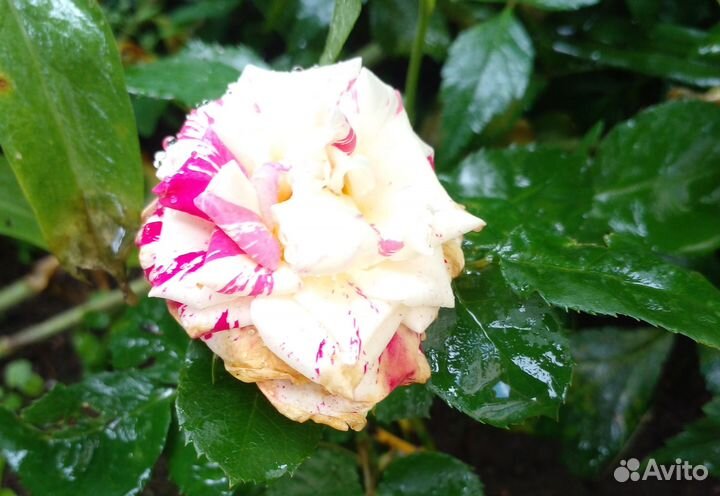 Розы садовые