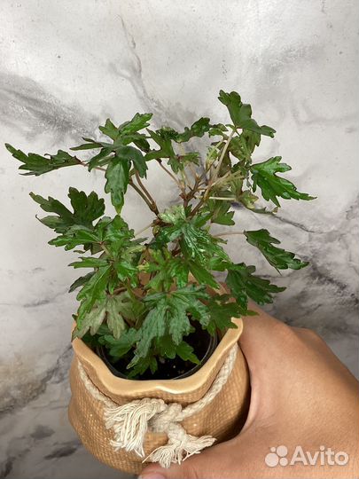 Бегонии, гинура, дреге