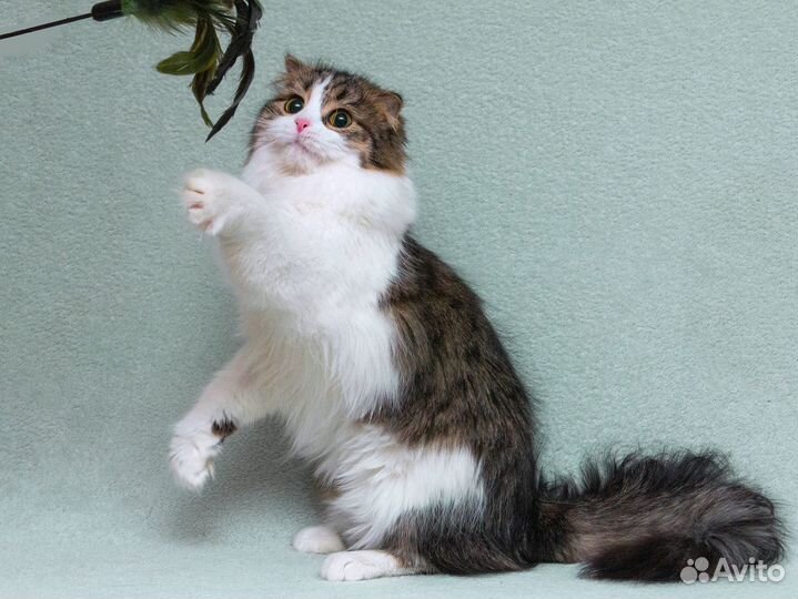 Кошечка Миу, пушистая, ласковая