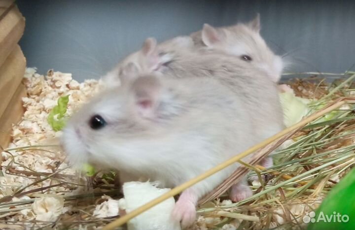 Хомячки Роборовского