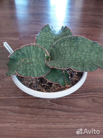 Сансевиерии 2