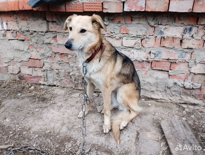 Собаки в добрые руки