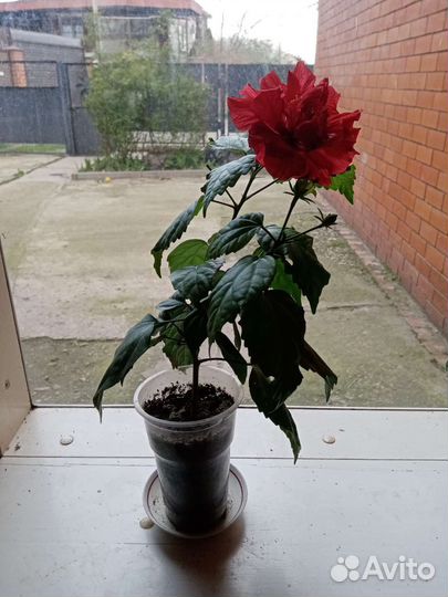Комнатный Гибискус - китайская роза