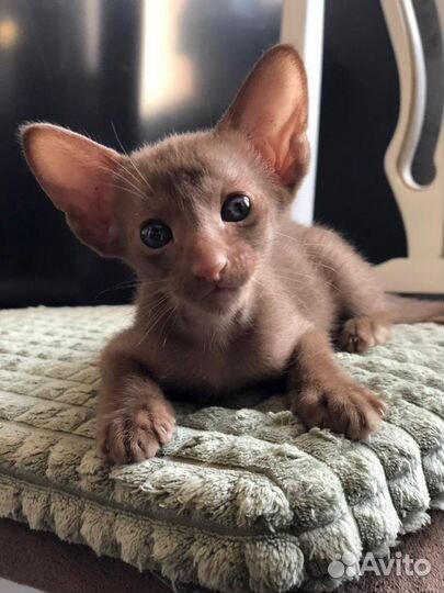 Ориентальная малышка