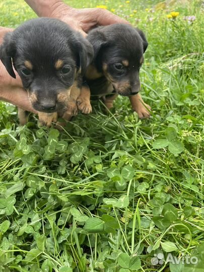 Щенки ягдтерьера