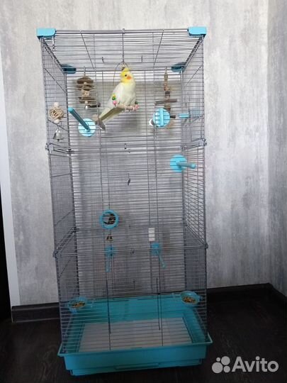 Попугай корелла с клеткой