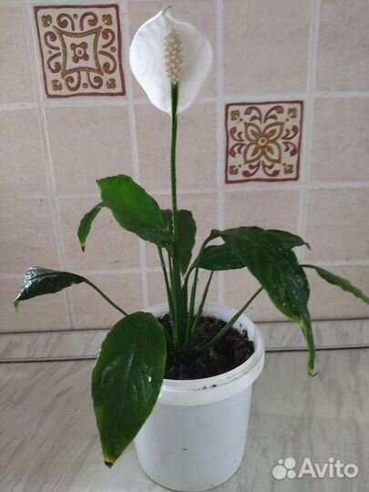 Спацифилум,Красула,колонхое, стапелия