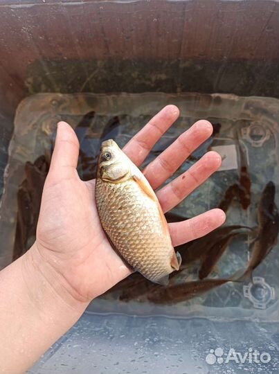 Живая рыба карась