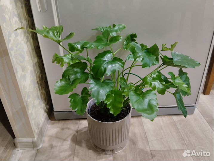 Фикус большой и другие взрослые растения