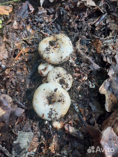 Продукты питания