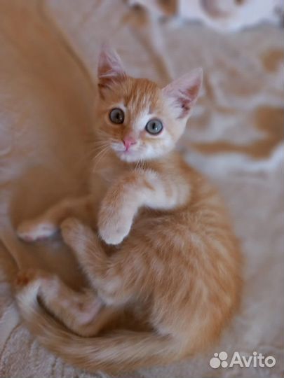 Котенок в дар бесплатно