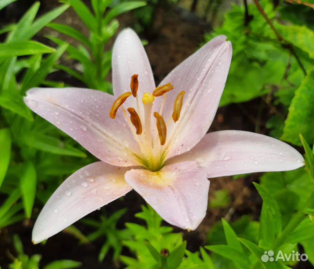 Азиатские и гибридные лилии