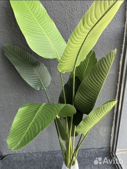 Искусственное дерево банановая пальма