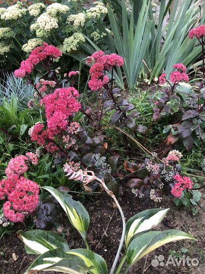 Многолетние садовые растения