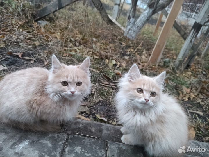 Котята в хорошие руки