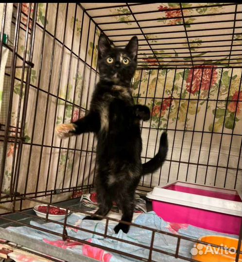 Кошечка в добрые руки