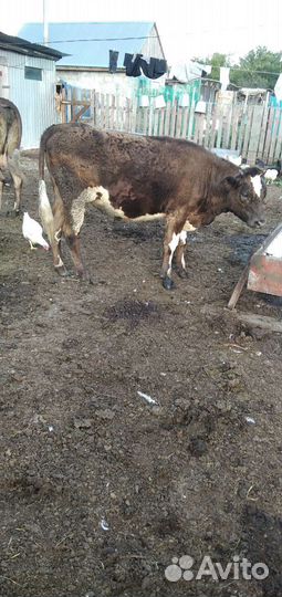 Телка стельная