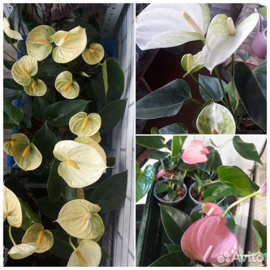 Цветущие антуриумы