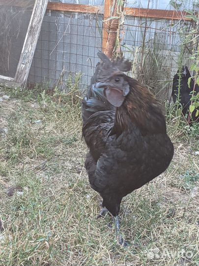 Молодые петухи