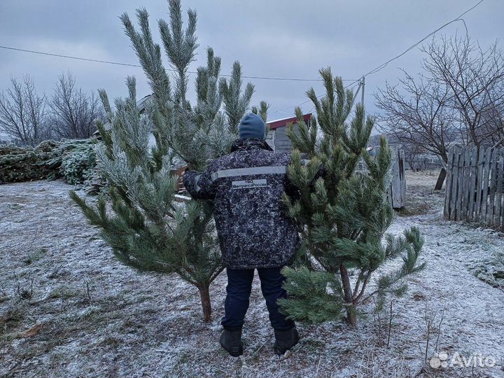 Сосна новогодняя оптом