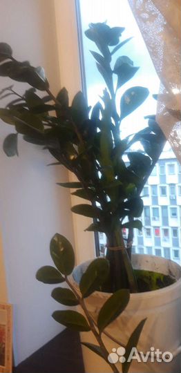 Замиокулькас