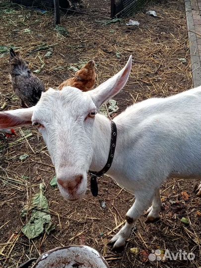 Коза дойная