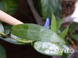 Хойи,крестовник Роули