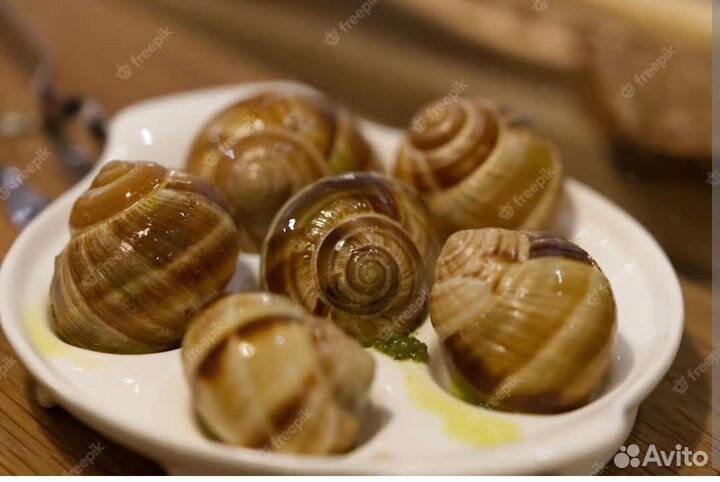 Фермерская улитка Максима и Мюллер