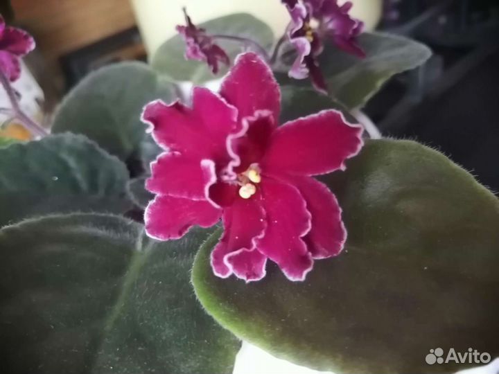 Фиалки продажа