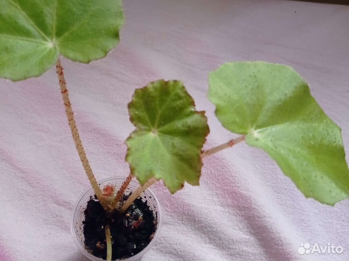 Бегония как у бабушки