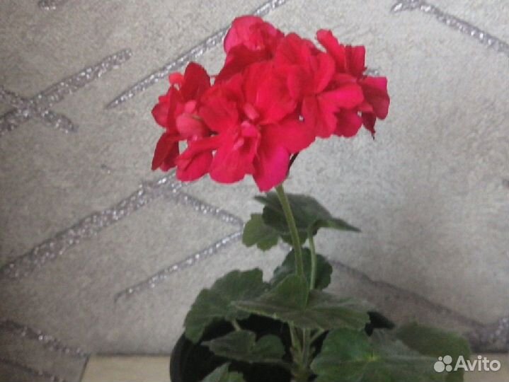 Пеларгония герань сортовая