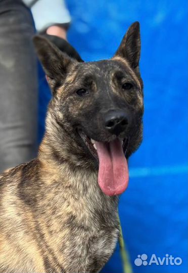 Собака Халва из приюта в поисках хозяина