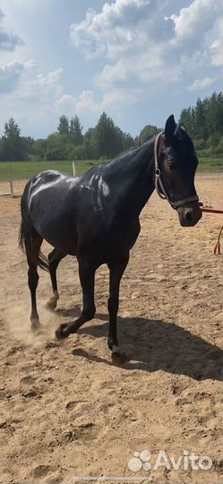 Лошадь в аренду конкур,прогулки