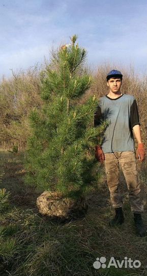 Саженцы сибирского кедра экстра класс