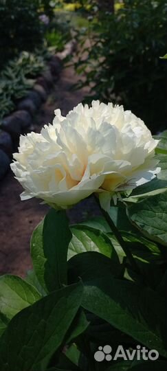 Пионы срезка