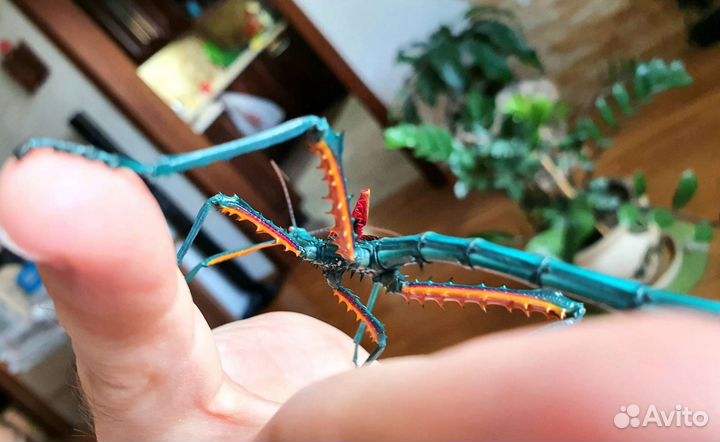 Палочники Achrioptera fallax очень редкие